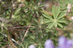 Sundial lupine